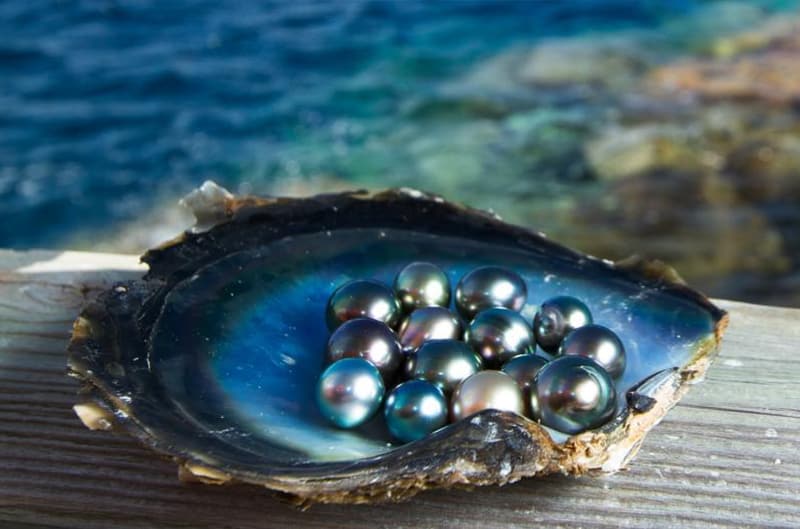 Phu Quoc pearl specialty is a meaningful gift to give to friends and relatives when traveling to Pearl Island.