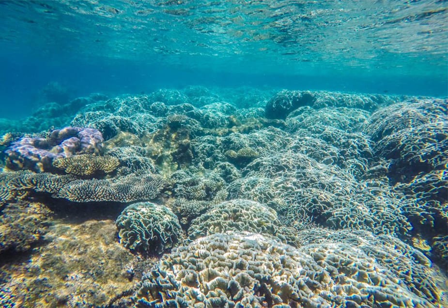 Coral reefs in Southern Phu Quoc Island are among the top most beautiful coral reefs in Vietnam