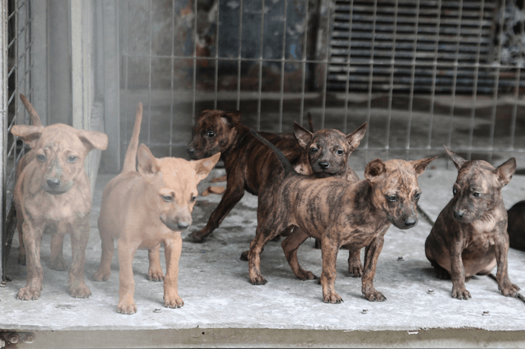 Đến trại chó xoáy Phú Quốc, du khách sẽ được tận mắt nhìn hàng trăm chú chó xoáy thông minh được nuôi dưỡng tại đây!
