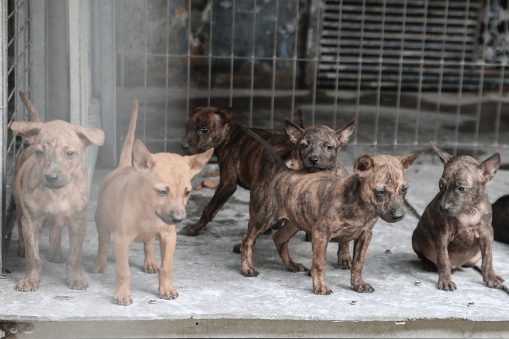 Going to Phu Quoc Ridgeback Dog Farm, tourists will be able to see hundreds of smart Ridgeback dogs here!