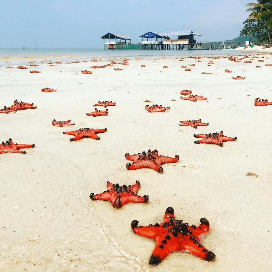 "Starfish kingdom" Rach Vem, Phu Quoc.