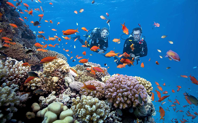 Trải nghiệm lặn ngắm san hô tại Hòn Dăm Ngang