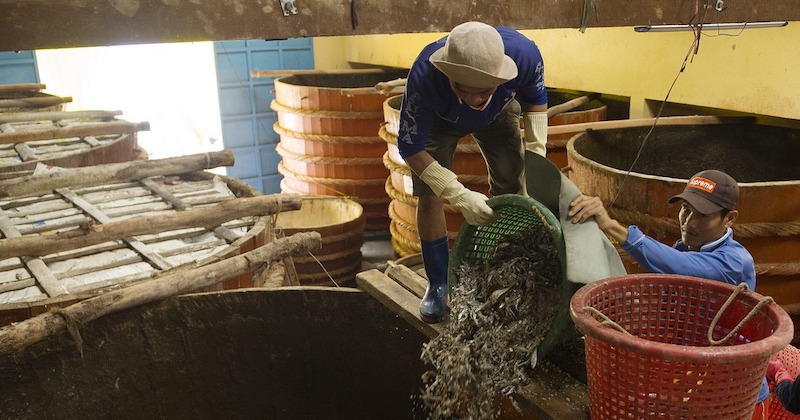 Ngành sản xuất nước mắm Phú Quốc mang lại nguồn thu nhập lớn cho địa phương